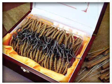 阳日镇冬虫夏草回收